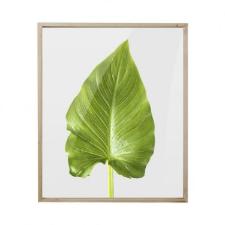 Quadro com Impress�o de Folha