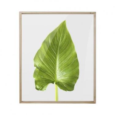 Quadro com Impress�o de Folha