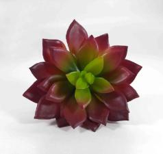 Suculenta Verde e Vermelho 10cm