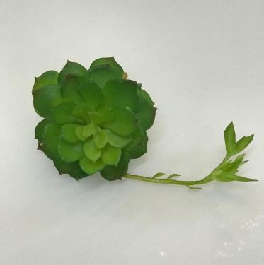 Suculenta Verde 13,5cm
