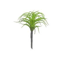 Suculenta  Agave Verde 20cm