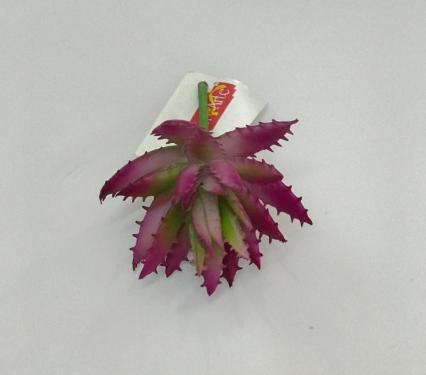 Suculenta Verde Beauty 9cm