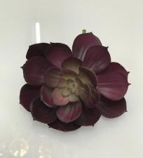 Suculenta Roxa 10cm