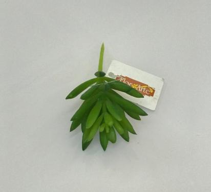 Suculenta Verde 10cm