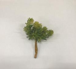 Suculenta Sedum Verde 16cm