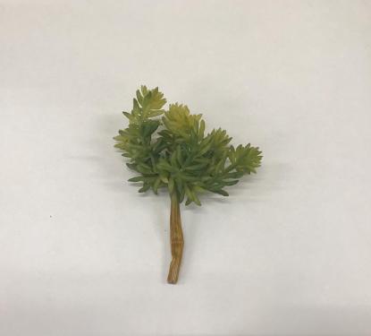 Suculenta Sedum Verde 16cm
